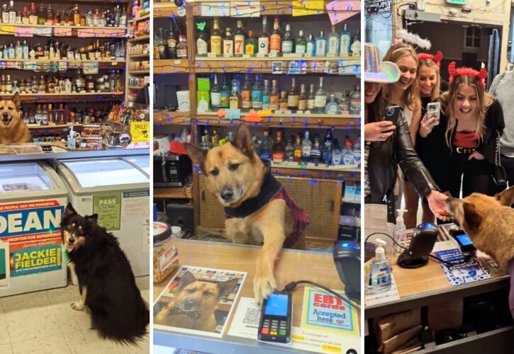 Major Is a Canine Corner Store Manager Spreading Joy in His Neighborhood