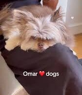 Omar Rudberg's pet No Pets