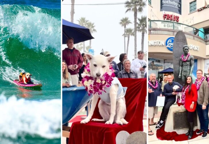 Sugar the Surfing Dog Becomes First Canine Inducted Into the Surfers’ Hall of Fame