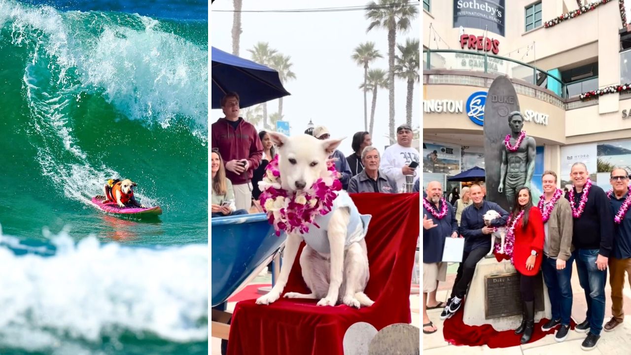 Sugar the Surfing Dog Becomes First Canine Inducted Into the Surfers Hall of Fame