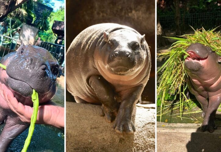 Viral Pygmy Hippo Moo Deng Named One of New York Times’ Most Stylish People of 2024