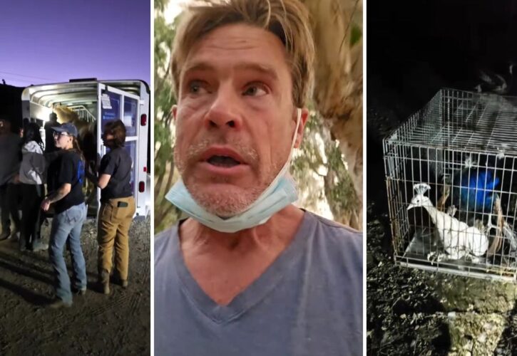 Actor and Animal Activist William McNamara Has Been Saving Dogs, Cats, Horses, Pigs, and More from the L.A. Wildfires