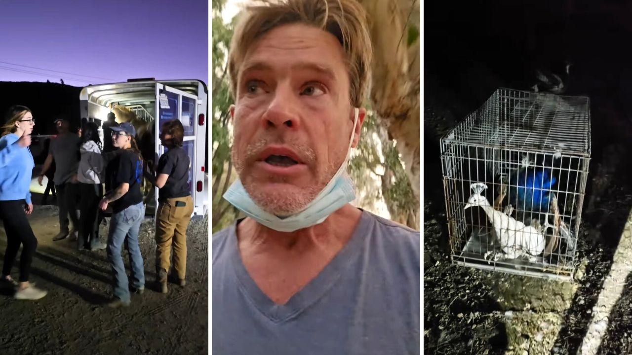 Actor and Animal Activist William McNamara Has Been Saving pets from the Los Angeles Wildfires