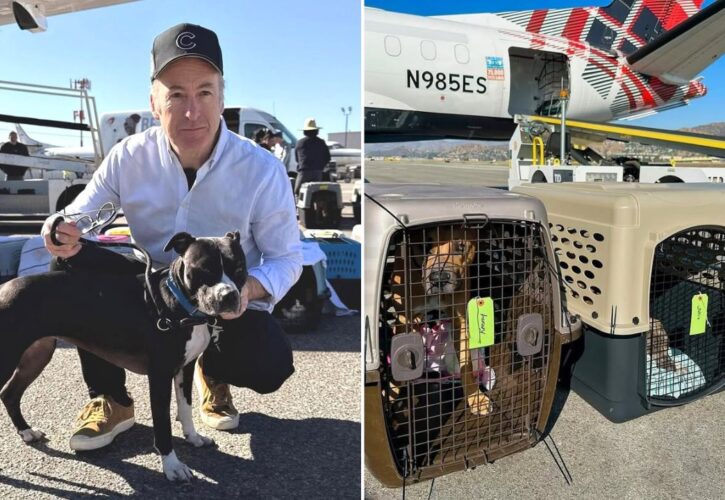 Bob Odenkirk Helping Evacuate Overcrowded L.A. Pet Shelters via Airplanes