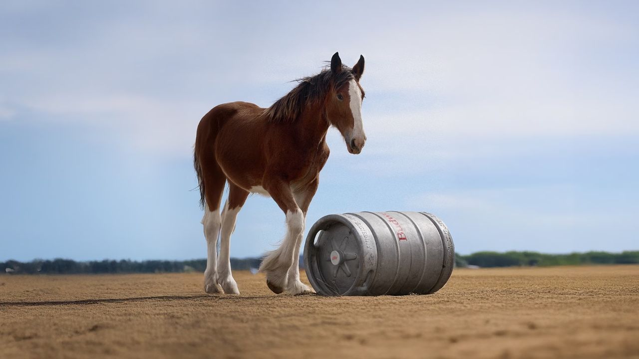 Budweiser’s 2025 Super Bowl Ad Features an Adorable Clydesdale Foal’s Adventure