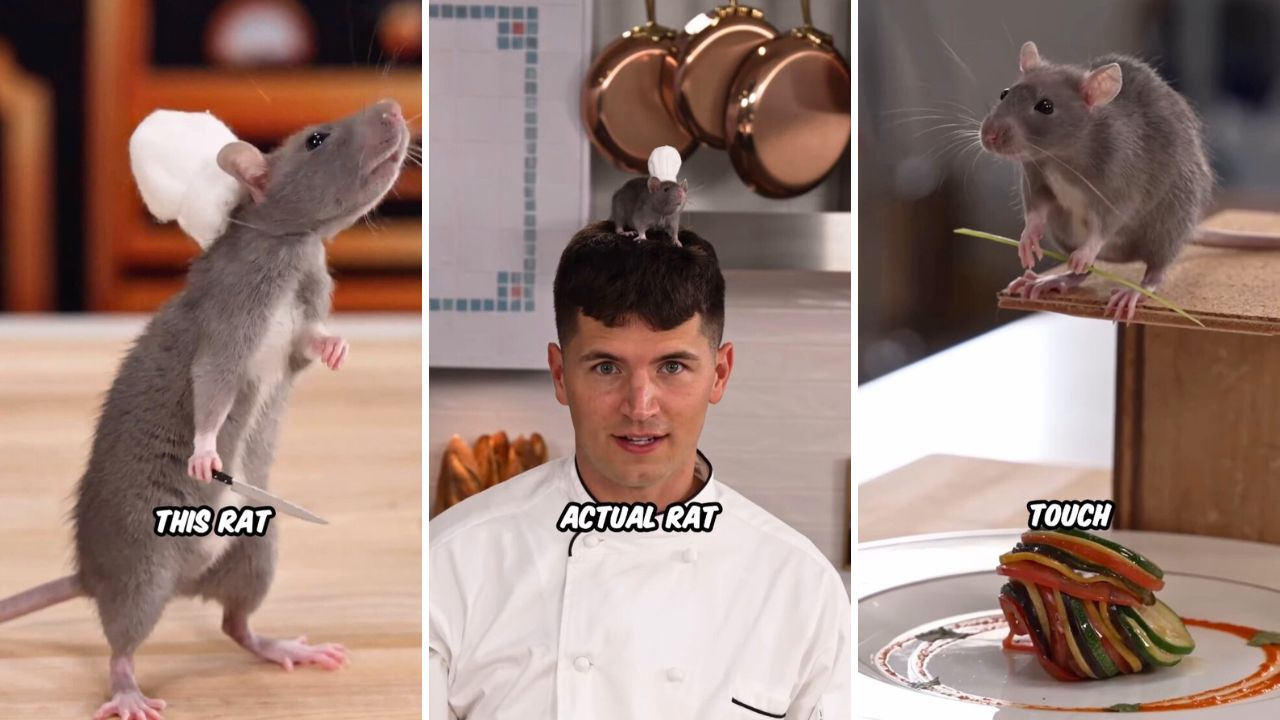 Celebrity Chef Nick DiGiovanni Trained a Rat to Pull Off an IRL Ratatouille