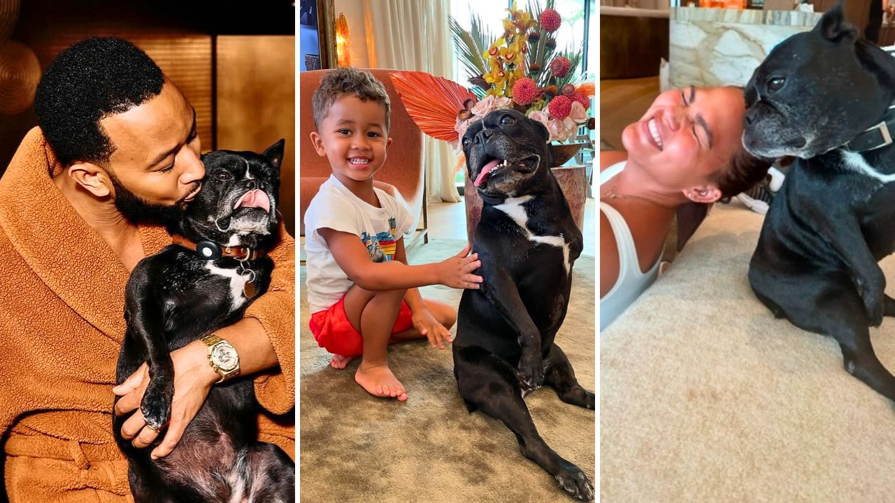 Chrissy Teigen and John Legend Mourn the Loss of Their French Bulldog Penny