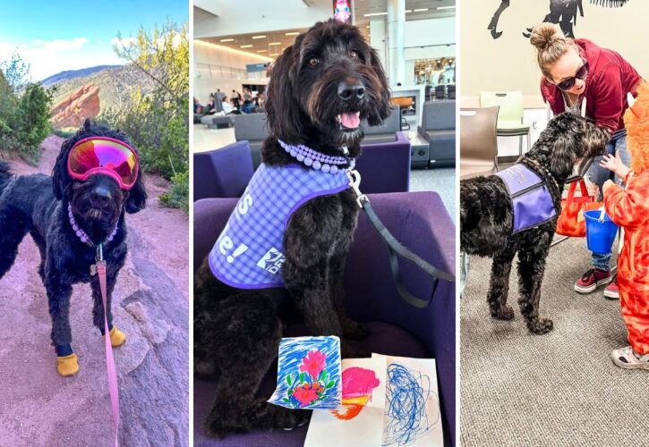 Colorado Kiki hits 100 therapy dog visits in her first year!