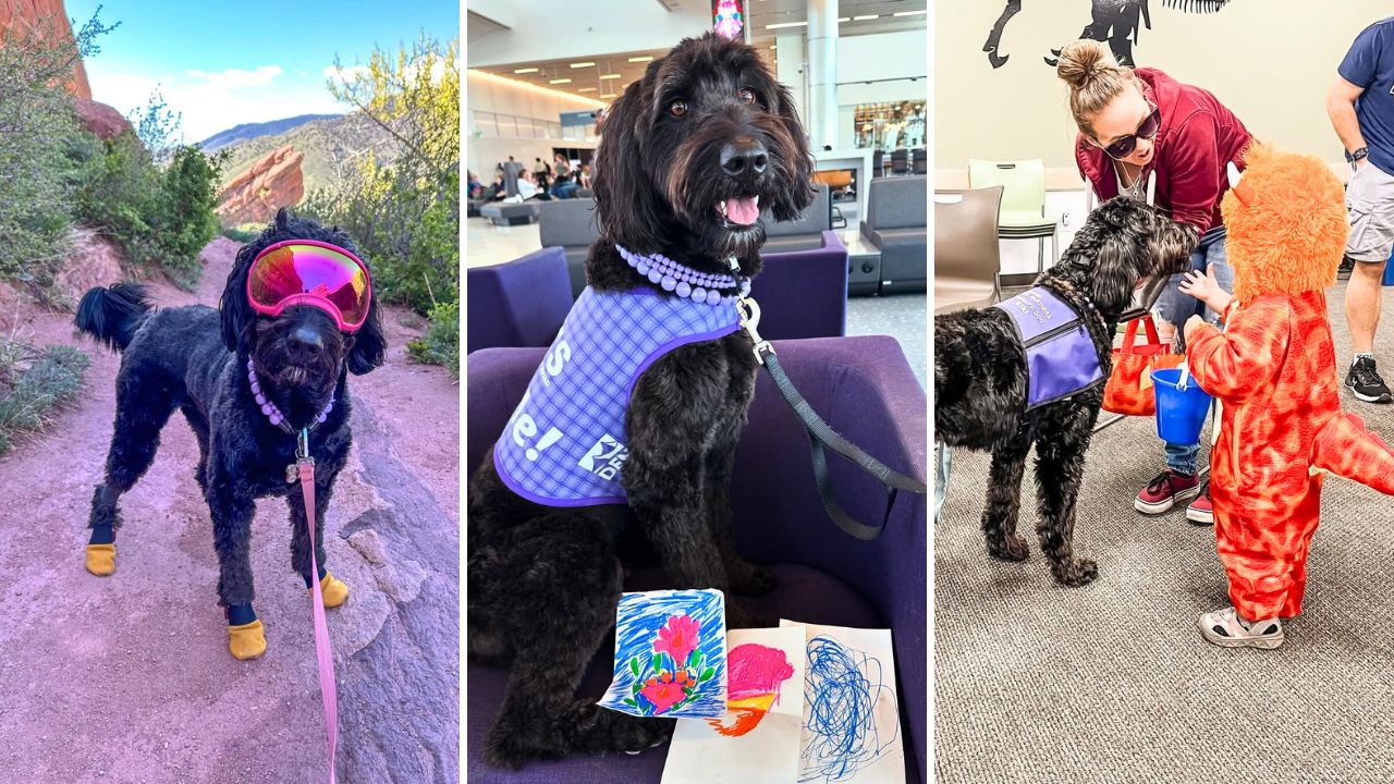 Colorado Kiki hits 100 therapy dog visits in her first year