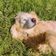 Jocelyn Shelfo's pet Golden Retriever