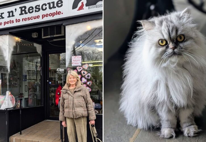 Martha Stewart Adopts 6th Cat with 4-Year-Old Persian Named Magnolia