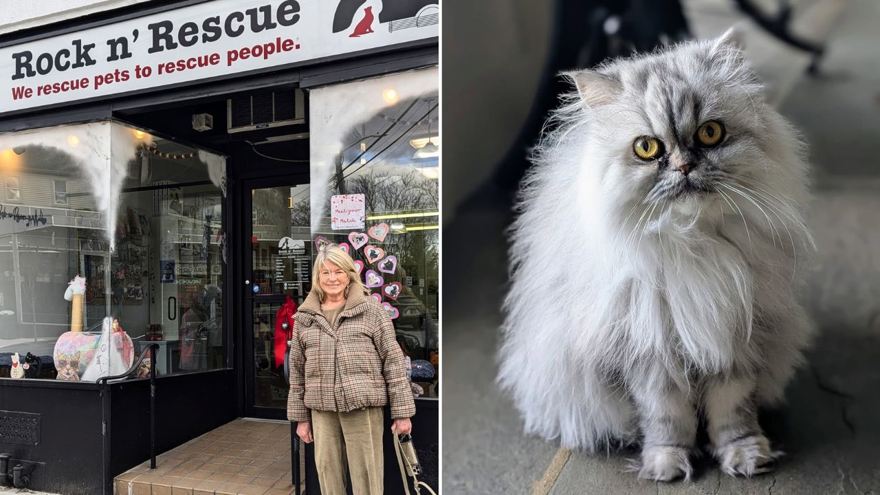 Martha Stewart adopts a 4 year old persian cat named Magnolia