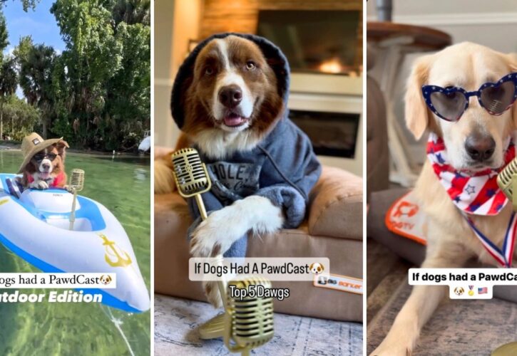 Meet Willy and Jax – The first dog podcasters