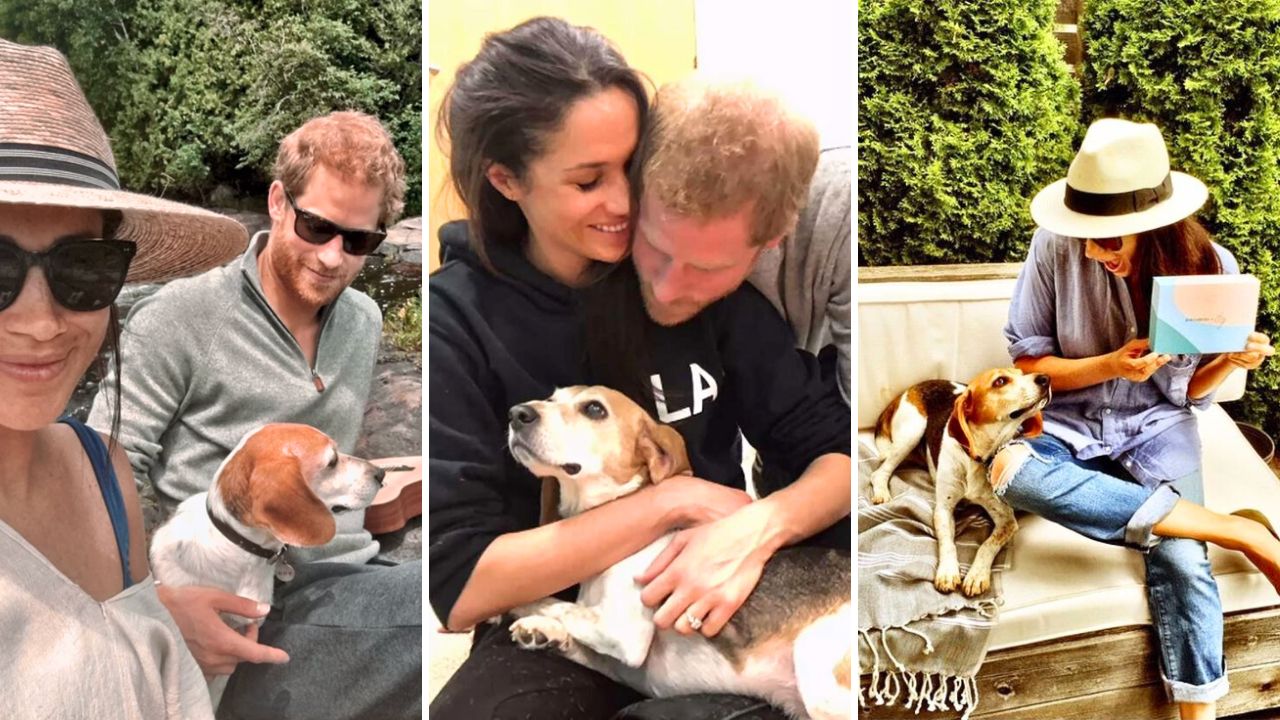 Meghan Markle Posts a Heartbreaking Video Memorial of Her Rescue Beagle Guy