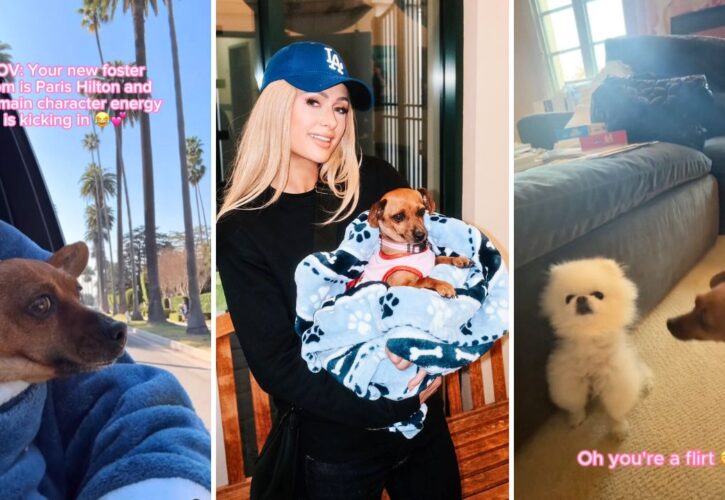 Paris Hilton Cruises with Her L.A. Fire Foster Puppy ‘Main Character Energy Kicking In'