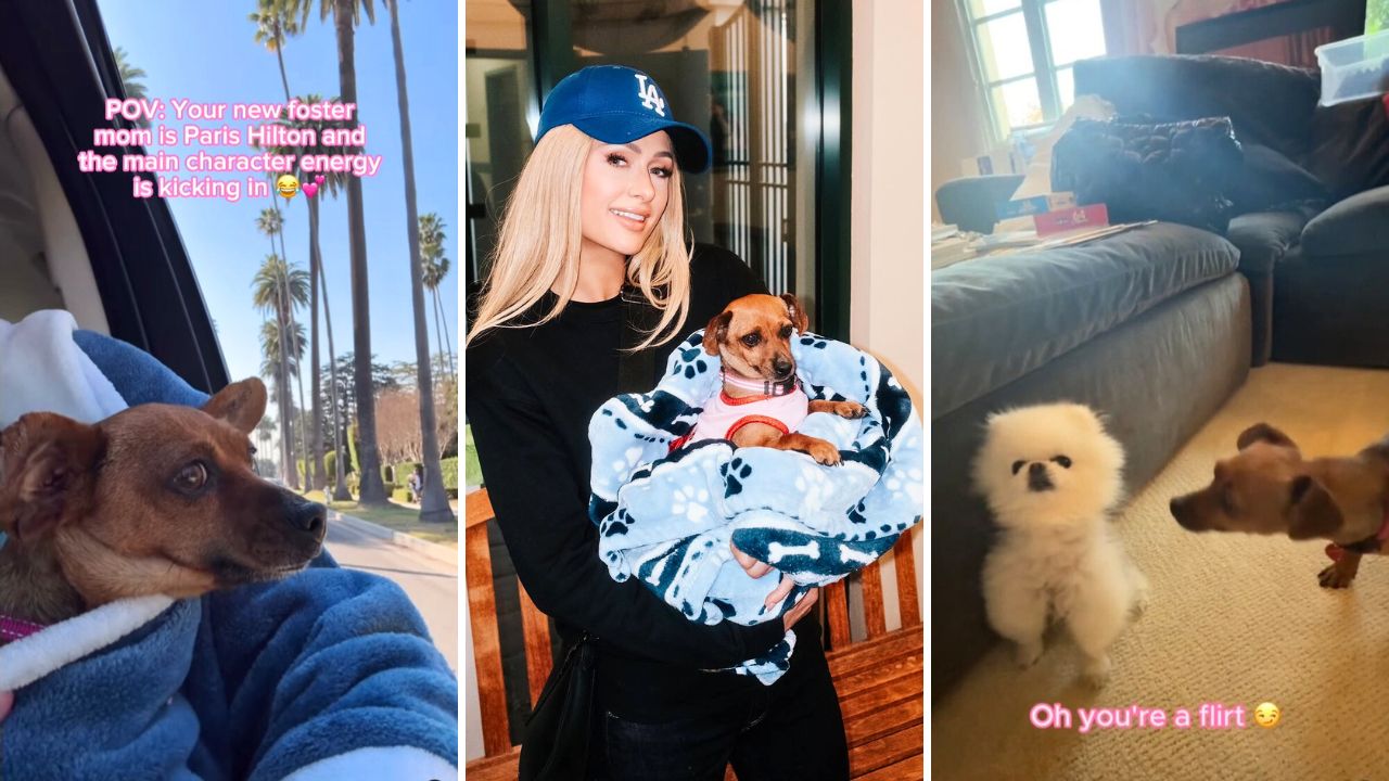 Paris Hilton Cruises with Her Los Angeles Wildfire Foster Puppy