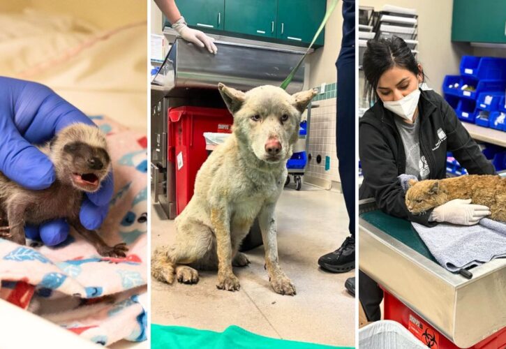 Pasadena Humane Society Currently Helping over 400 Animals from the Eaton Wildfire in L.A. And Needs Support