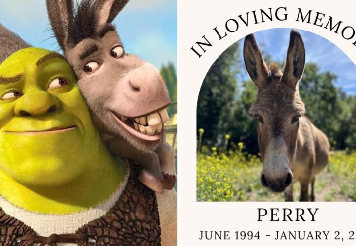 Perry, Who Donkey in ‘Shrek’ Was Based On, Has Passed Away at 30 Years Old