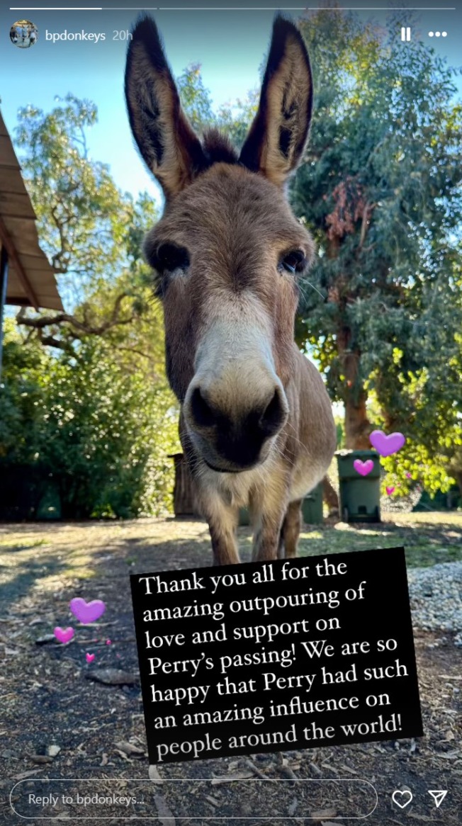 Perry the donkey Instagram Story