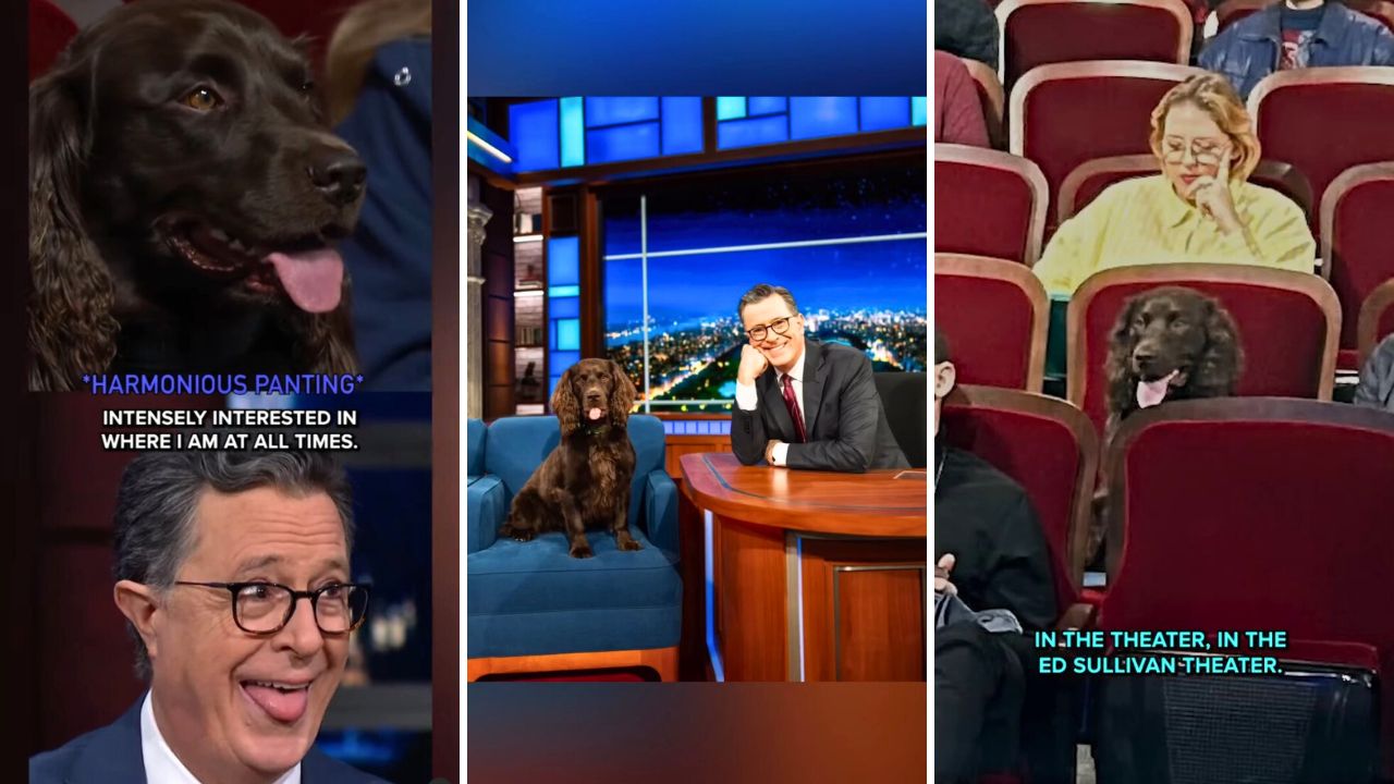 Stephen Colbert Takes Us Behind the Scenes with His Doggy Rehearsal Buddy Benny