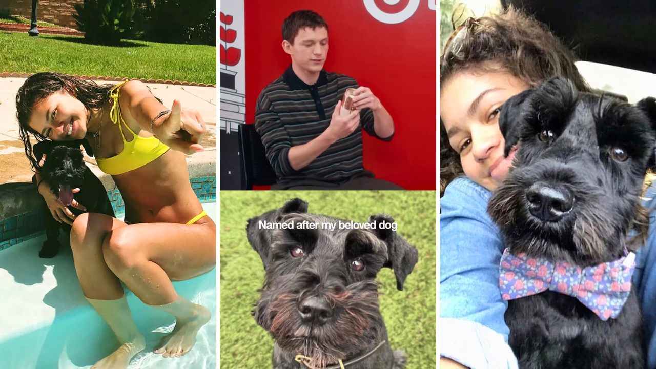 Tom Holland Named His Non-alcoholic Beer After Zendayas Dog Noon