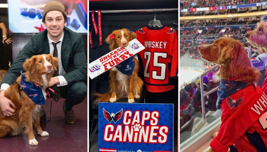 Whiskey Toller Shares the Furry Fun of ‘Caps Canines’ Night with the Washington Capitals