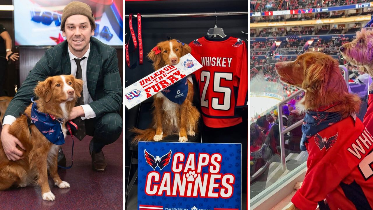 Whiskey Toller Shares the Fun of Caps Canines Night with the Washington Capitals