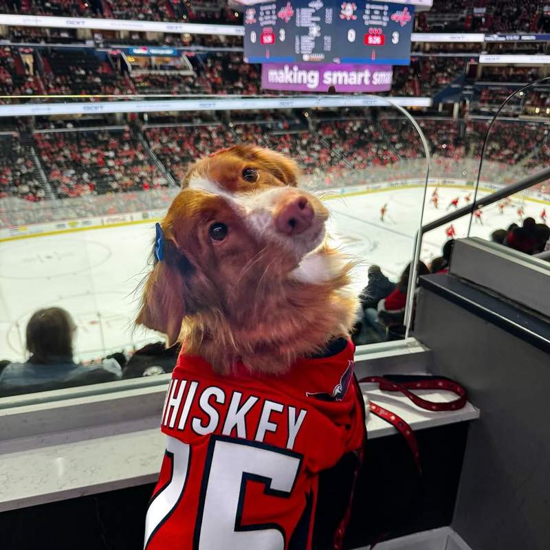 Whiskey Toller in custom Washington Capitals jersey