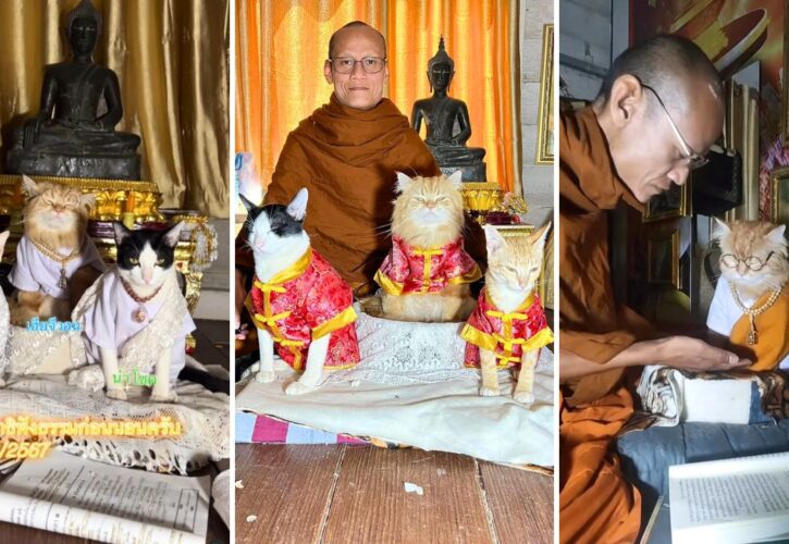 Achieve Feline Zen with Kitty Monk Ji-won and His Brothers