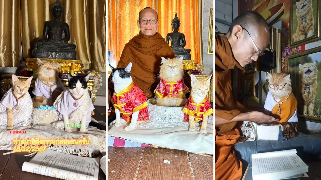 Achieve Feline Zen with Kitty Monk Ji-won and His Brothers