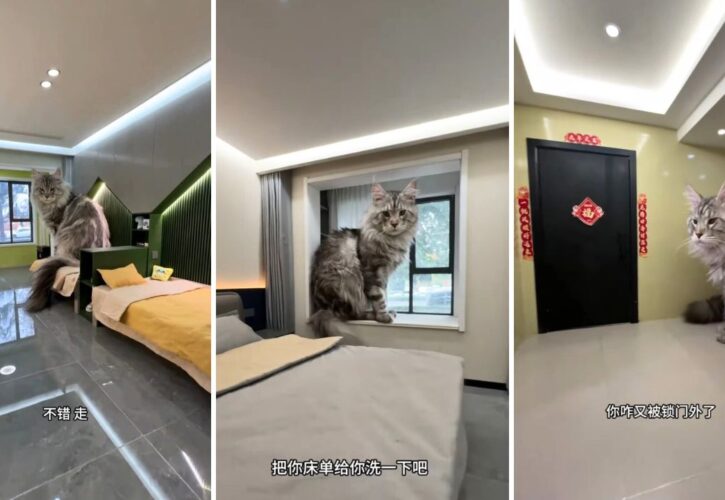 Carpenter Makes Unbelievable Fully Functioning Apartment and Parking Garage for His Cats