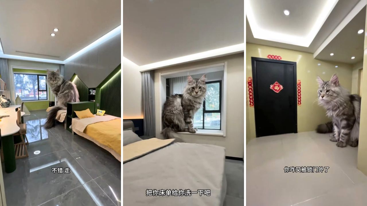 Carpenter makes fully functioning apartment and parking garage for his cats