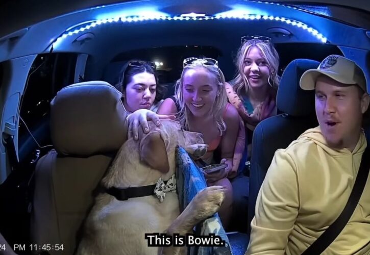 Catch a Ride with Bowie the Uber Dog