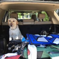 Chris O’Donnell's pet Labrador