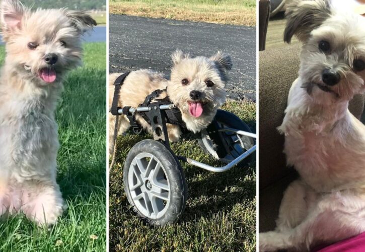 Meet Noel the Bipawd Shorkie – A Bunny Hopping, Wheelchair Cruising Delight!