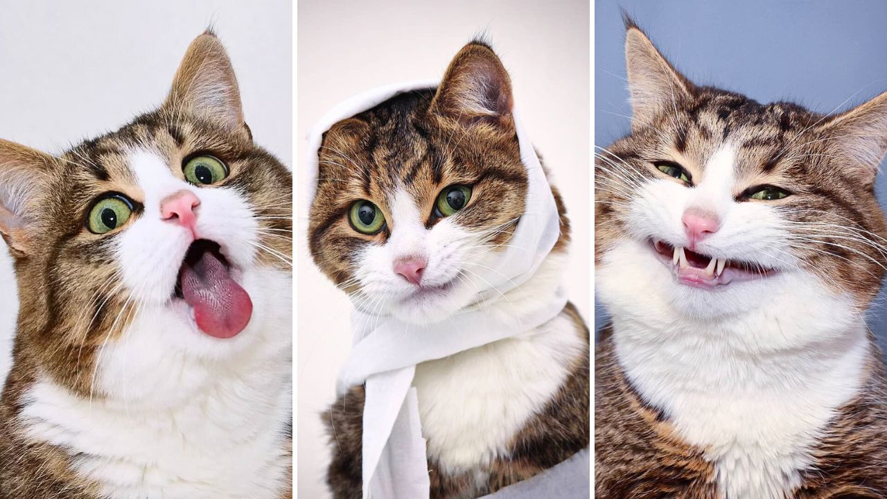 Meet Rexie the Living Emoji Cat a Disabled Pet Advocate And Definitely Not AI Generated