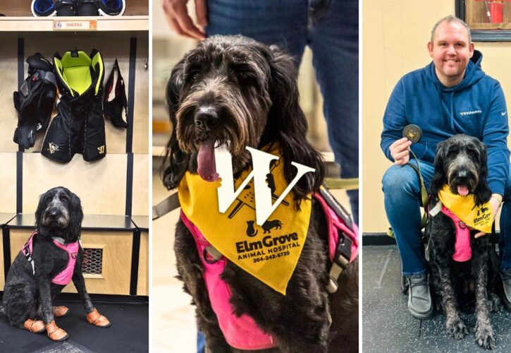 Sheeba the Therapy Dog Drops First Puck at Wheeling Nailers Hockey Game, Advocates for Local Animal Hospital