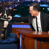 Stephen Colbert's pet Norbert from 'Rescue Dog Rescue'