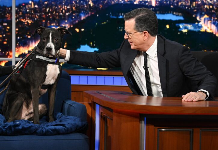 Stephen Colbert Got 185 of 186 Dogs Adopted, Now He’s Campaigning to Find the Last One a Forever Home!