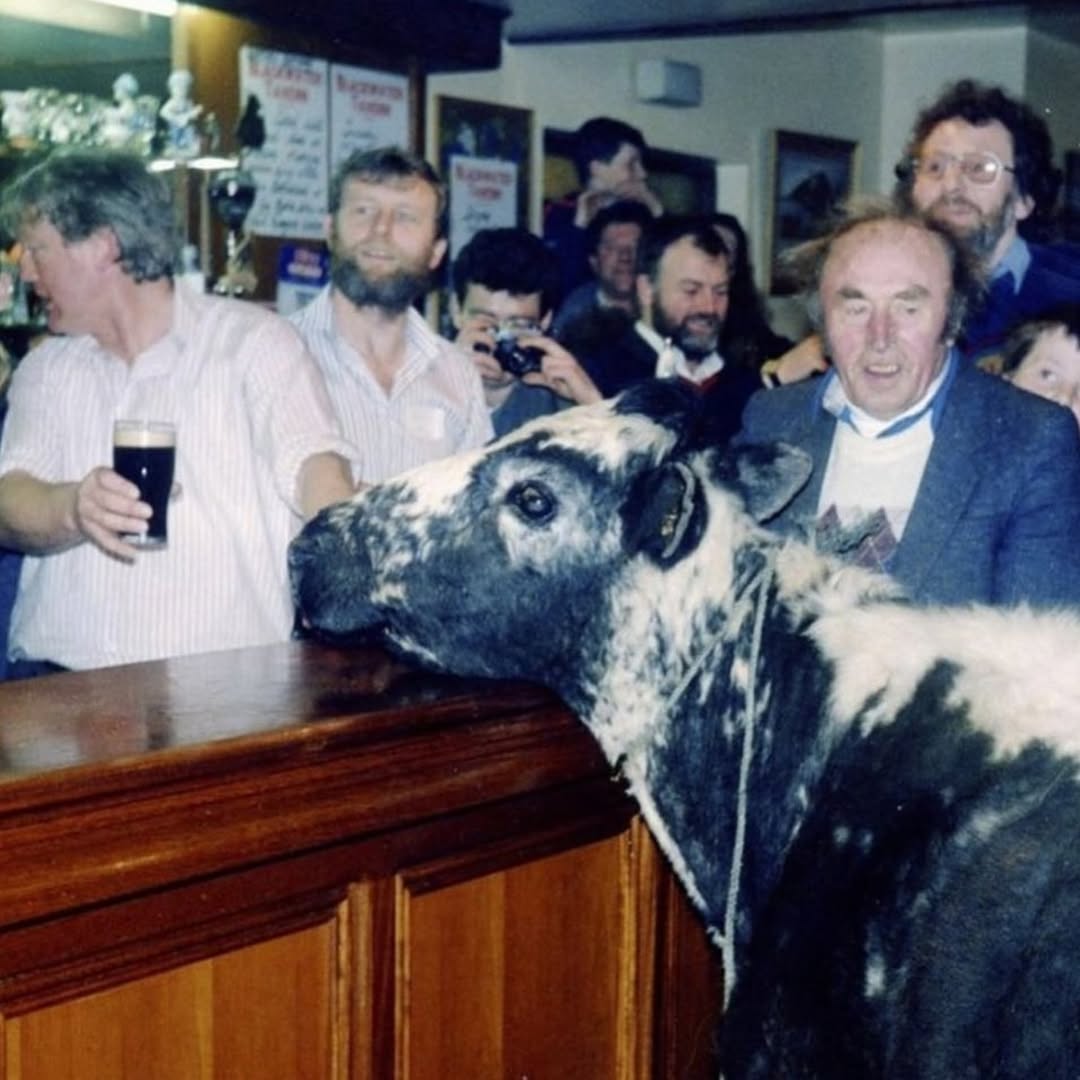 Big Bertha the Irish cow enjoying a pint at a pub