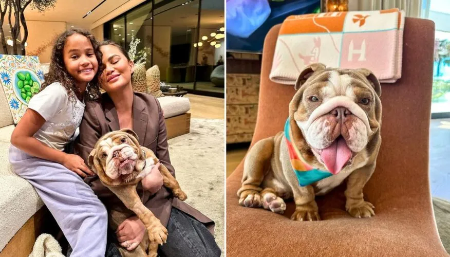 Celebrity Pets Famous Fur Babies, Pet Influencers, Remarkable Rescues(01)