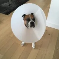 Freddy Rodriguez's pet Max