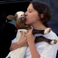 Millie Bobby Brown's pet Lamby