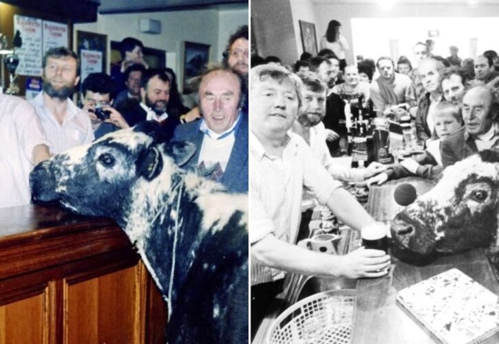 The Story of Big Bertha, the Whiskey-Drinking, Parade-Leading, Fundraising Irish Cow Who Set Two Guinness World Records