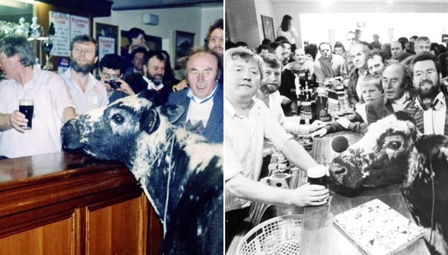 The Story of Big Bertha, the Whiskey-Drinking, Parade-Leading, Fundraising Irish Cow Who Set Two Guinness World Records