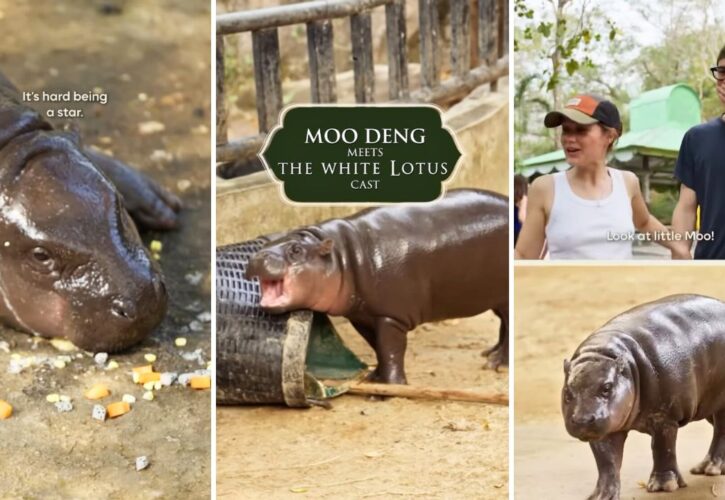 ‘White Lotus’ Cast Members Starstruck from Meeting Moo Deng the Viral Pygmy Hippo