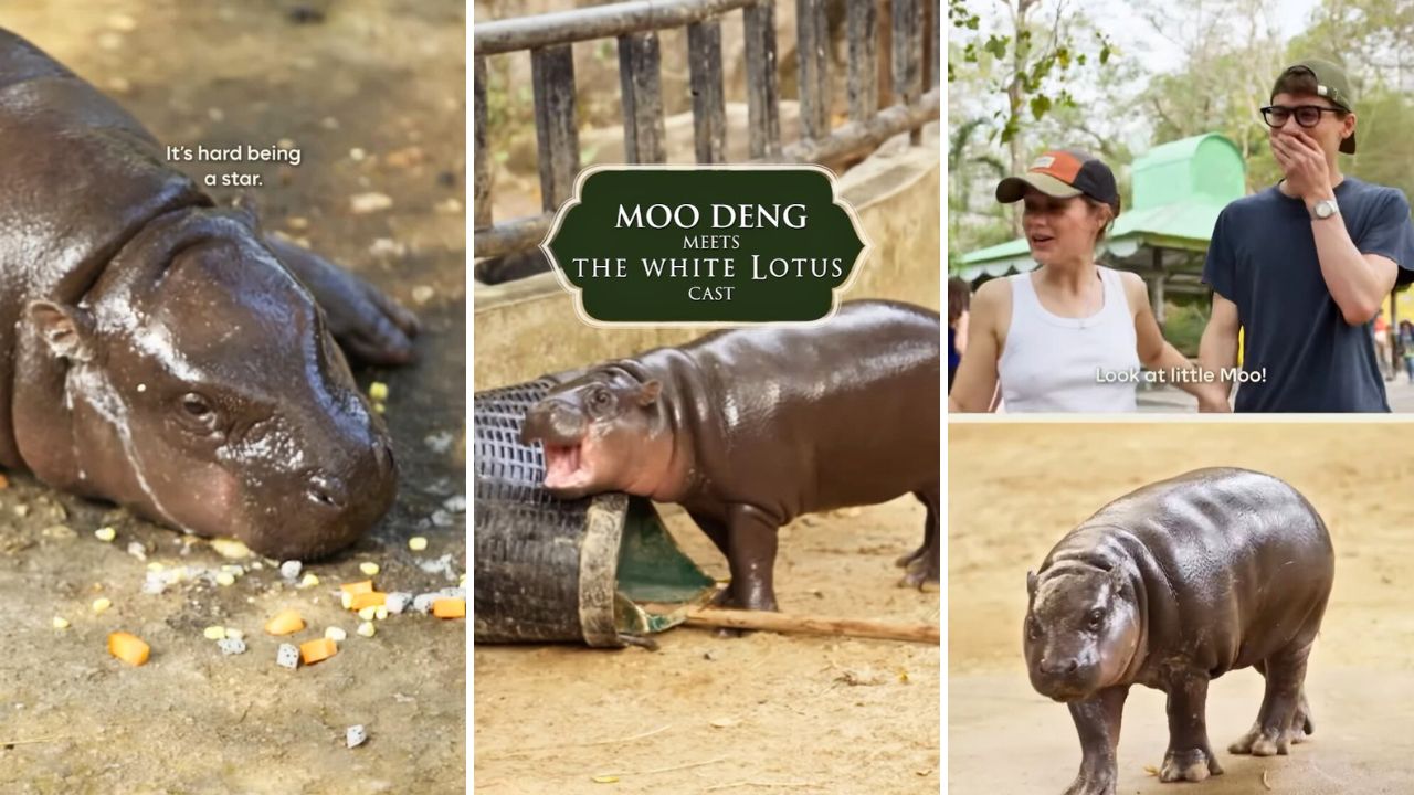 White Lotus Cast Members Starstruck from Meeting Moo Deng the Viral Pygmy Hippo