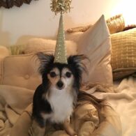 Alfre Woodard's pet Faye