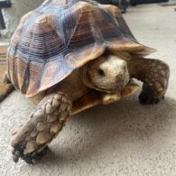 Alicia Sixtos' pet Gonzo