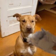 Carlito Olivero's pet Lucky